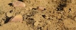 Terroir de sable et de cailloutis - Olivet.jpg